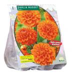 Baltus Dahlia Park Nugget bloembol per 1 stuks