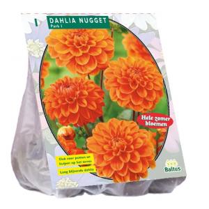 Baltus Dahlia Park Nugget bloembol per 1 stuks