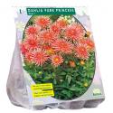 Baltus Dahlia Park Park Princess bloembol per 1 stuks