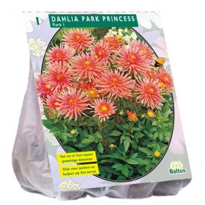 Baltus Dahlia Park Park Princess bloembol per 1 stuks