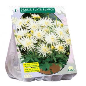 Baltus Dahlia Park Playa Blanca bloembol per 1 stuks