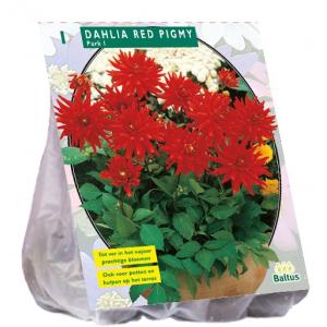 Baltus Dahlia Park Red Pigmy bloembol per 1 stuks