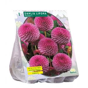 Baltus Dahlia Pompon Lipoma bloembol per 1 stuks