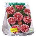 Baltus Dahlia Pompon Little William bloembol per 1 stuks