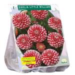 Baltus Dahlia Pompon Little William bloembol per 1 stuks