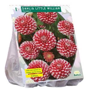 Baltus Dahlia Pompon Little William bloembol per 1 stuks