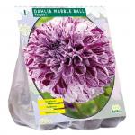 Baltus Dahlia Pompon Marble Ball bloembol per 1 stuks