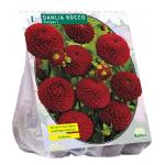 Baltus Dahlia Pompon Rocco bloembol per 1 stuks