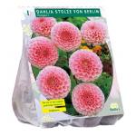 Baltus Dahlia Pompon Stolze von Berlin bloembol per 1 stuks