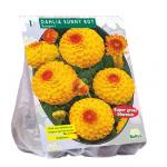 Baltus Dahlia Pompon Sunny Boy bloembol per 1 stuks