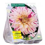 Baltus Dahlia Smokey bloembol per 1 stuks