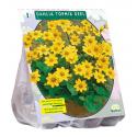 Baltus Dahlia Topmix Geel bloembol per 1 stuks