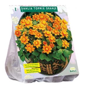 Baltus Dahlia Topmix Oranje bloembol per 1 stuks