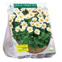 Baltus Dahlia Topmix Wit bloembol per 1 stuks