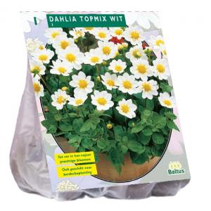 Baltus Dahlia Topmix Wit bloembol per 1 stuks