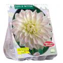 Baltus Dahlia Wittem bloembol per 1 stuks