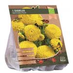 Baltus BIO Dahlia Ball Golden Torch bloembol per 1 stuks