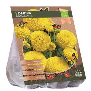 Baltus BIO Dahlia Ball Golden Torch bloembol per 1 stuks