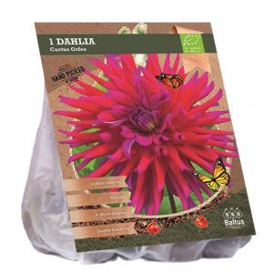 Baltus BIO Dahlia Cactus Orfeo bloembol per 1 stuks