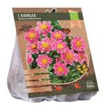 Baltus BIO Dahlia Collarette Hartenaas bloembol per 1 stuks