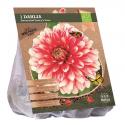 Baltus BIO Dahlia Decoratief Larry's Love bloembol per 1 stuks