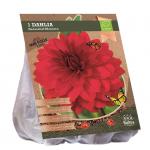 Baltus BIO Dahlia Decoratief Menorca bloembol per 1 stuks