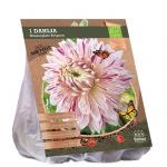 Baltus BIO Dahlia Dinnerplate Avignon bloembol per 1 stuks