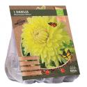 Baltus BIO Dahlia Dinnerplate Bilbao bloembol per 1 stuks