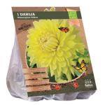 Baltus BIO Dahlia Dinnerplate Bilbao bloembol per 1 stuks