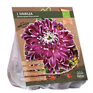 Baltus BIO Dahlia Dinnerplate Vancouver bloembol per 1 stuks