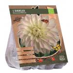 Baltus BIO Dahlia Wittem bloembol per 1 stuks