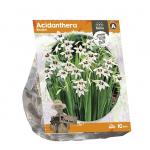 Baltus Acidanthera Bicolor bloembollen per 10 stuks