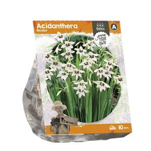 Baltus Acidanthera Bicolor bloembollen per 10 stuks