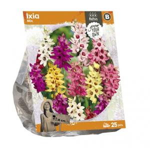 Baltus Ixia Mix bloembollen per 25 stuks