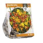 Baltus Montbretia Mix bloembollen per 10 stuks