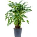 Alocasia Cucullata 105 cm kamerplant
