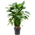 Alocasia Cucullata 90 cm kamerplant