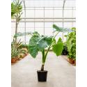 Alocasia Macrorrhiza L kamerplant