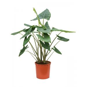 Alocasia Zebrina 140 cm kamerplant