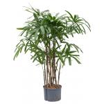 Rhapis Bamboepalm Excelsa L hydrocultuur plant