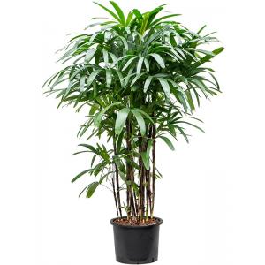 Rhapis Bamboepalm Excelsa XL hydrocultuur plant