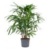 Rhapis Bamboepalm Excelsa XS hydrocultuur plant