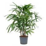 Rhapis Bamboepalm Excelsa XS hydrocultuur plant