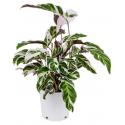 Calathea Fusion White 40 cm kamerplant