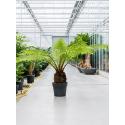 Dicksonia Antarctica 150 cm S Tasmaanse boomvaren