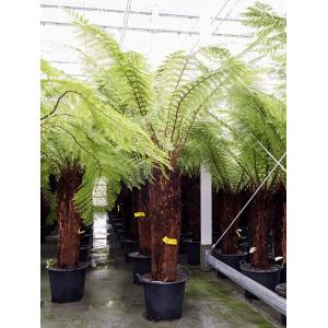 Dicksonia Antarctica 240 cm XL Tasmaanse boomvaren