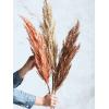 Grass Pampas Brown L 115 cm kunsttak per 1 stuks