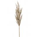 Grass Pampas Cream M 92 cm kunsttak per 1 stuks