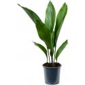 Aspidistra elatior M 50 cm kamerplant