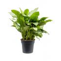 Aglaonema Freedman L 85 cm kamerplant